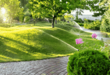 Thriving Lawn