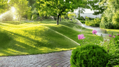 Thriving Lawn