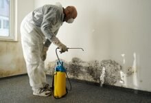 Mold Removal